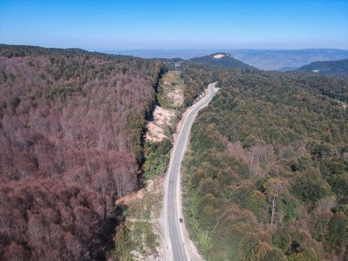 Kütahya'da ormanı istila eden tırtıllar yolları aştı