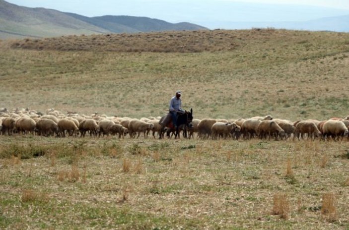 Hayvancılıkla geçinen Yozgat'ta çoban bulunamıyor