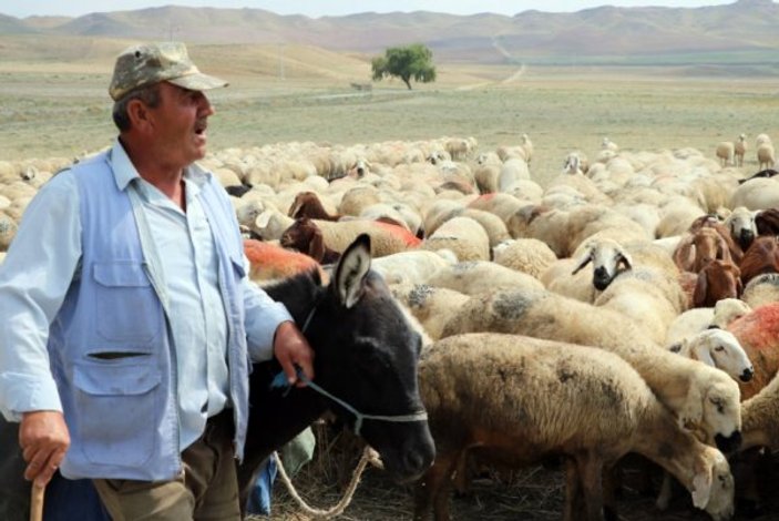 Hayvancılıkla geçinen Yozgat'ta çoban bulunamıyor