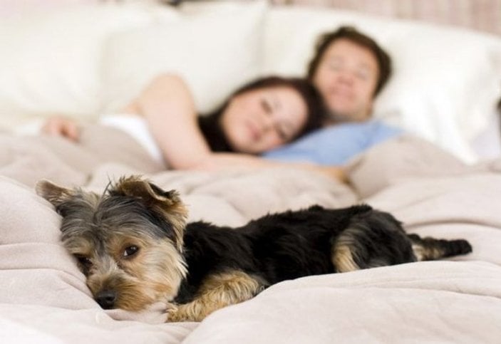 Hollandalılara uyarı: Köpeğinizi yatağınıza almayın