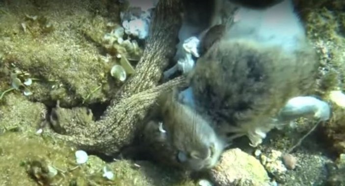 Çanakkale Boğazı'nda ahtapotun tavşanı yediği anlar