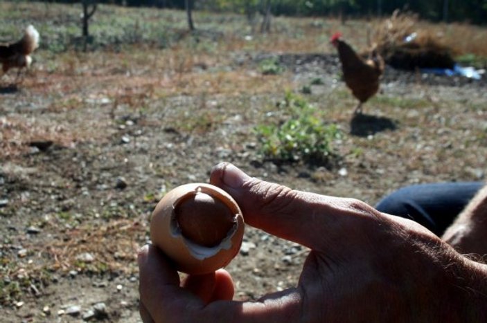 Bursa'da görenleri şaşırtan yumurta