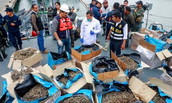 Peru'da 6 milyon dolarlık kurutulmuş denizatı bulundu