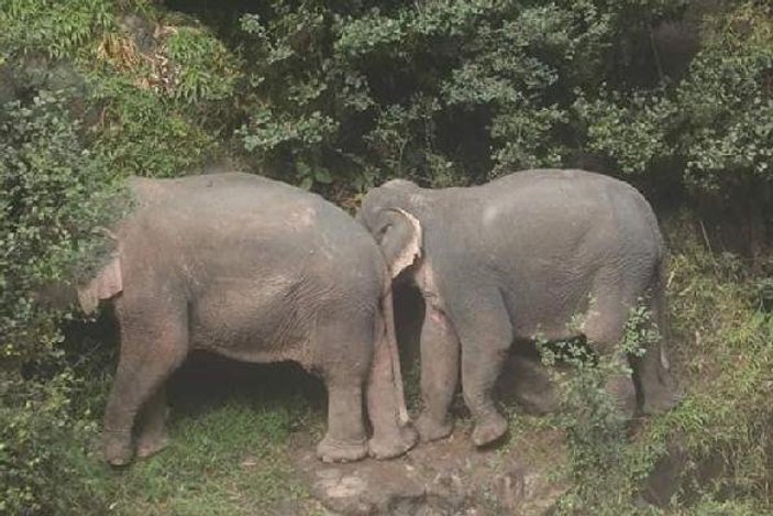 Havuza düşen yavru fili kurtarmaya çalışan 6 fil öldü