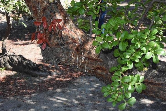 İzmir'de 40 yıl sonra sakız ağacı hasadı: Kilosu 300 euro