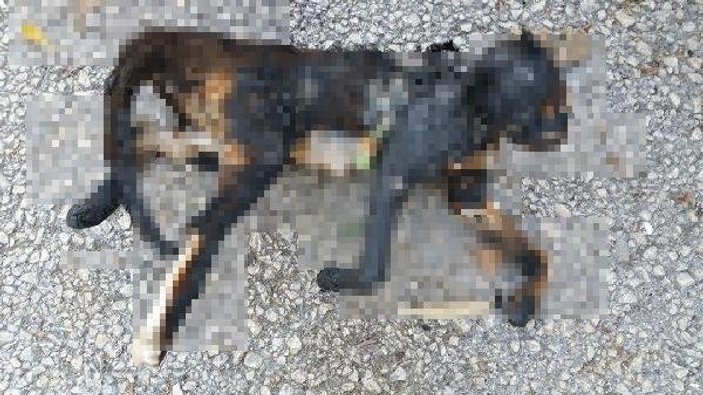 Temizlik işçileri parkta yanmış kedi ölüsü buldu