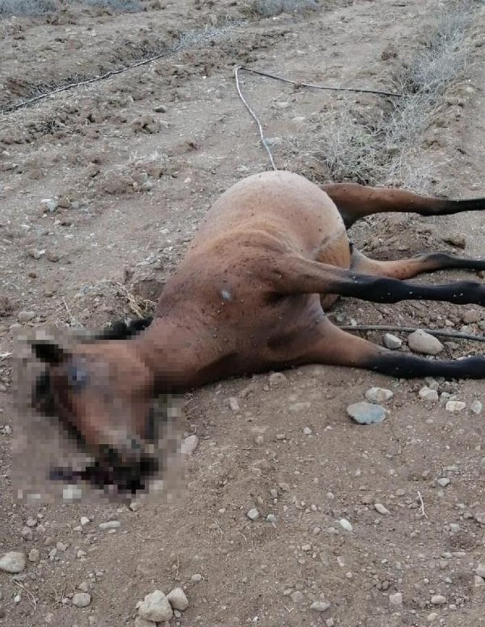 Muğla'da bir arazide vurulmuş 3 at bulundu