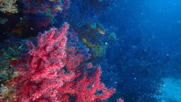 Edremit'te kırmızı mercanlar korunacak
