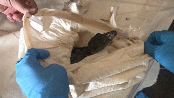 Kapıkule'de piton, yavru timsah ve kertenkele bulundu