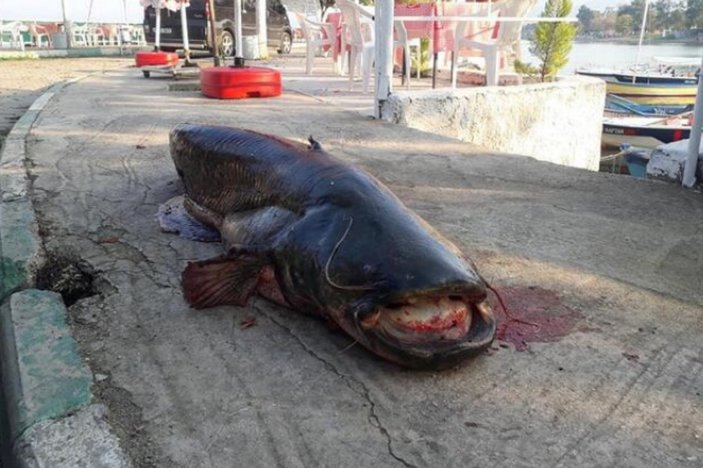Bursa'da balıkçıların ağına takılan 80 kiloluk balık