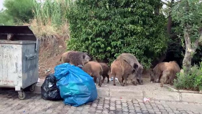 Marmaris'te domuz sürüsü ilçe merkezine indi