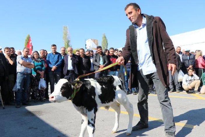 Niğde’de 'en güzel buzağı' yarışması düzenlendi