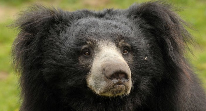 Hindistan'da sapkın ayı katili yakalandı