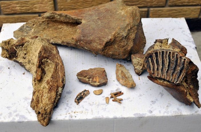 Rusya'da fosil kalıntılarına rastlandı