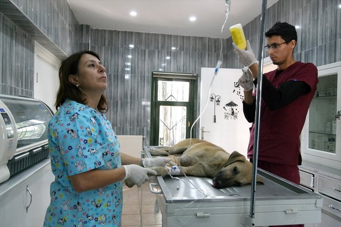 Bursa'da araç çarpan yaralı köpek ameliyat edildi