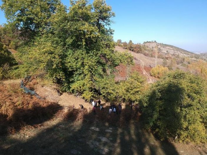 Kütahya'da 800 yıllık kestane ağacından hasat etkinliği
