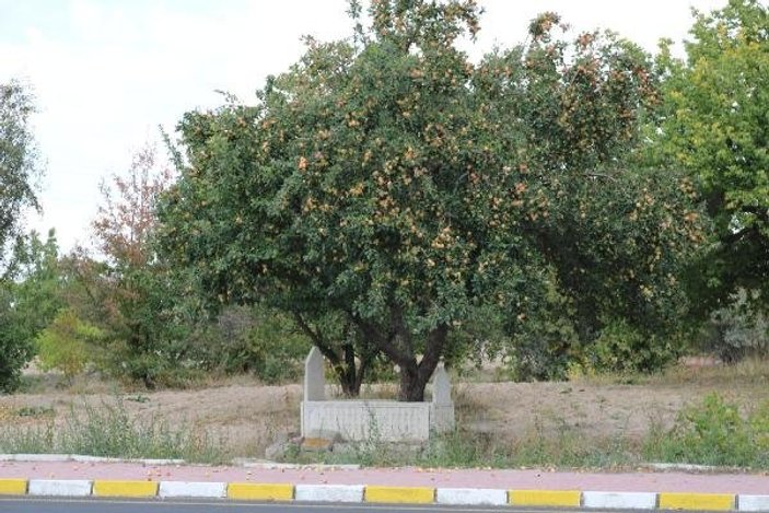Elma bahçesindeki mezarlıktan 600 kilo elma çıkıyor