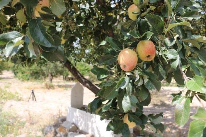 Elma bahçesindeki mezarlıktan 600 kilo elma çıkıyor