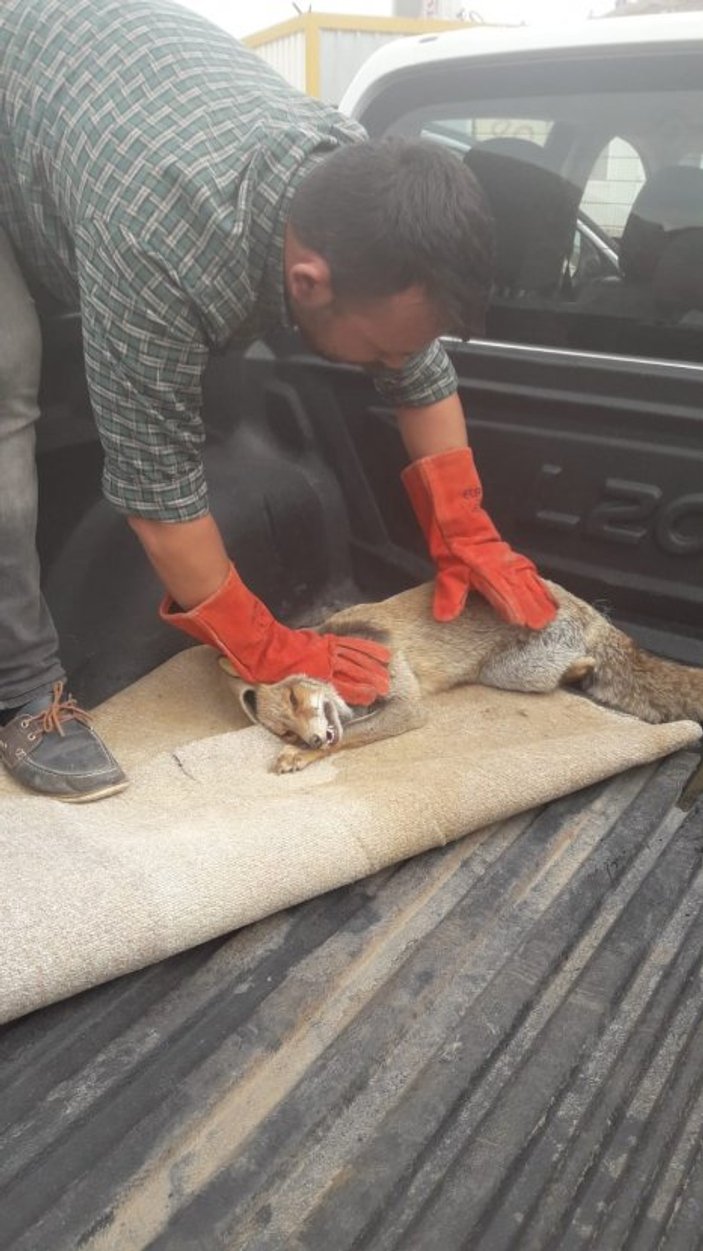 Gaziantep'te bulunan yaralı tilki tedavi ediliyor