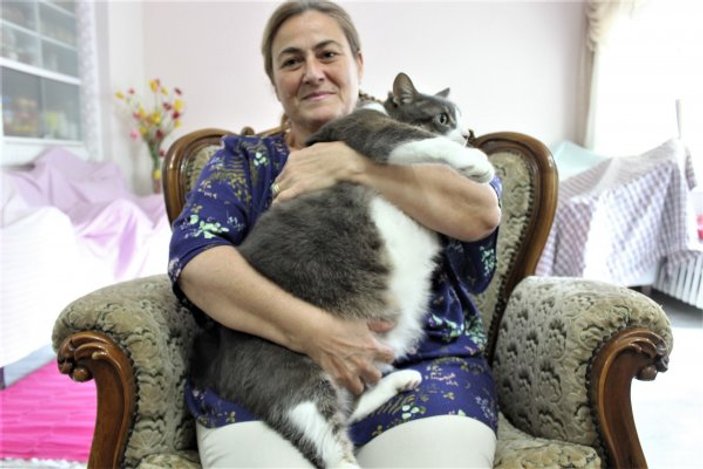 Bursa'daki 11 kiloluk kedi görenleri şaşırtıyor