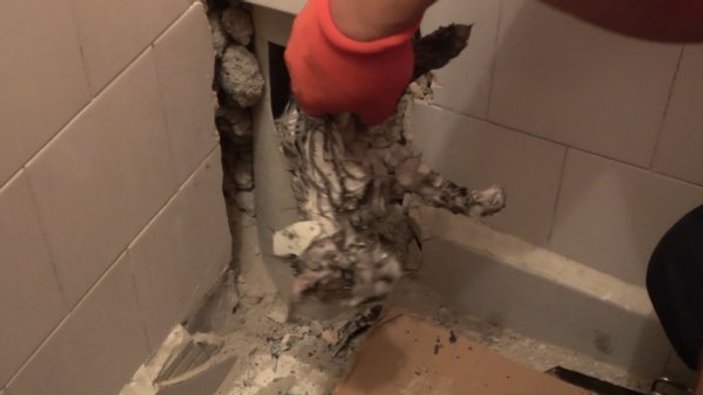 Yavru kedi tuvaletin gider borusundan çıkarıldı