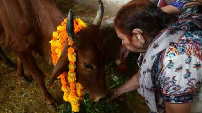 Hindistan'da inek sütünde altın olduğunu duyan krediye koştu