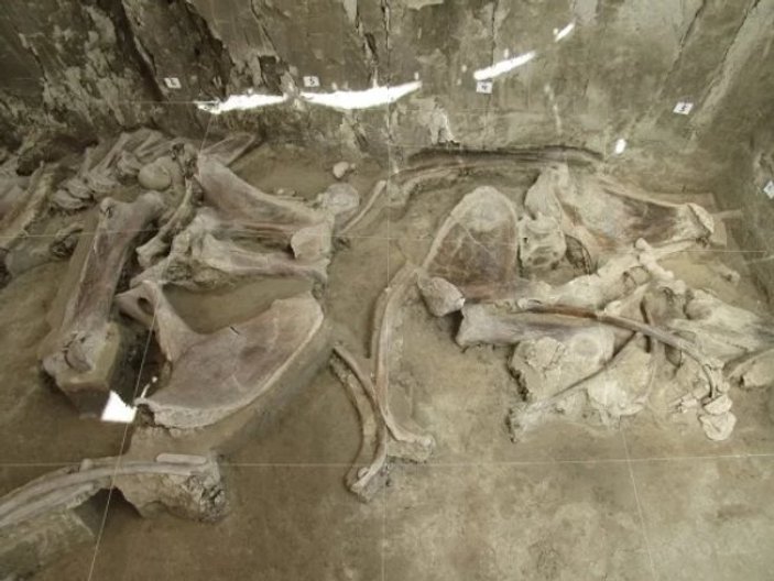 Meksika'da 15 bin yıllık mamut tuzağı bulundu