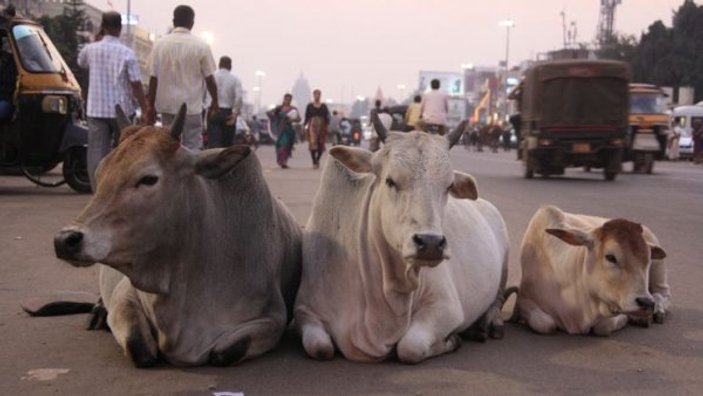 Hindistan'da inek sütünde altın olduğunu duyan krediye koştu
