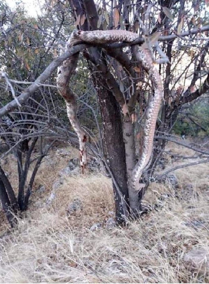 Elazığ'da 6 metrelik yılanı öldürüp ağaca astılar