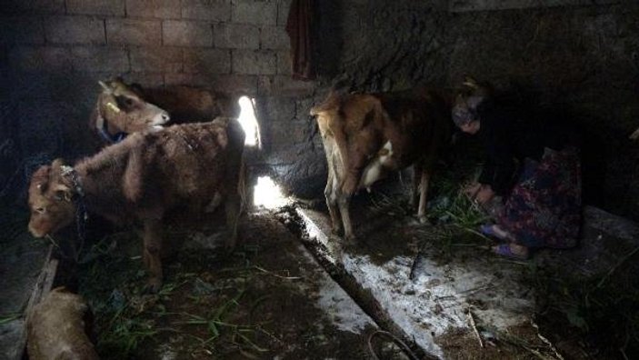 Trabzon’da 30 hayvan, çiçek hastalığından telef oldu