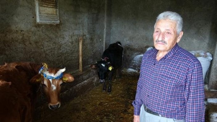 Trabzon’da 30 hayvan, çiçek hastalığından telef oldu