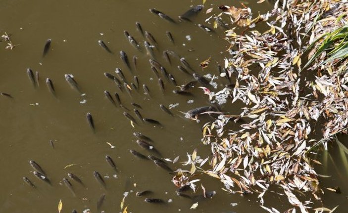 Manyas'tan doğan Kara Dere’de binlerce balık öldü