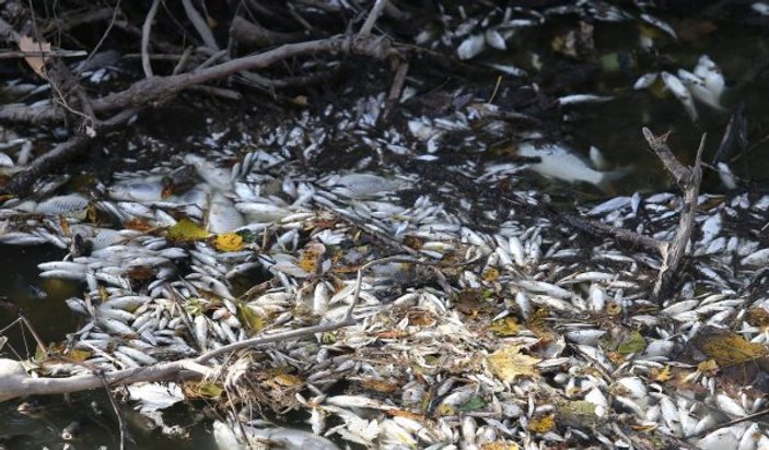 Manyas'tan doğan Kara Dere’de binlerce balık öldü