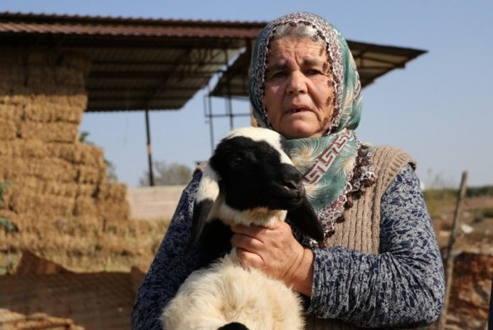 Adana'da 40 koyunu çalınan Ayşe Teyze hırsızlara yalvardı