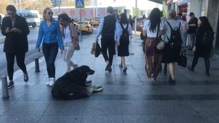 Taksim'deki sokak köpeği yoldan geçen kişiyi ısırdı