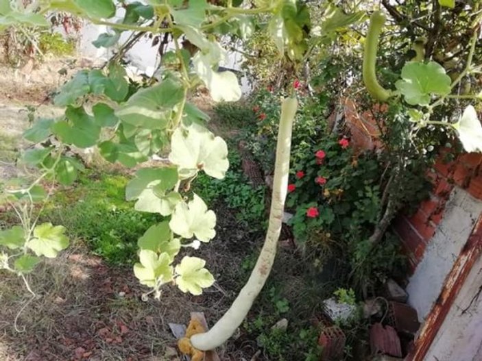 Çanakkale'de 1 metrelik kabak görenleri şaşkına çeviriyor