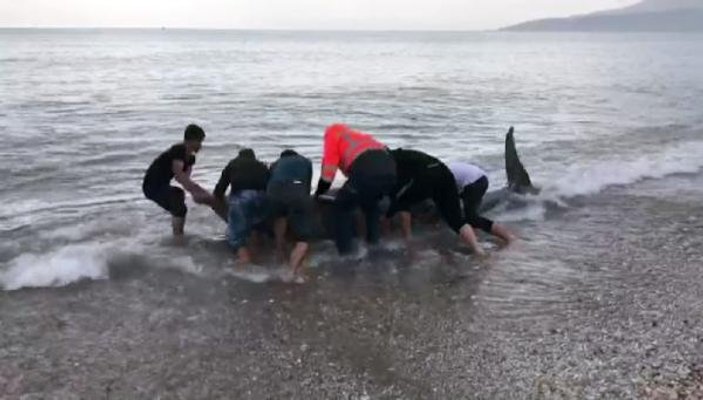Antalya'da sahile vuran balina kurtarıldı