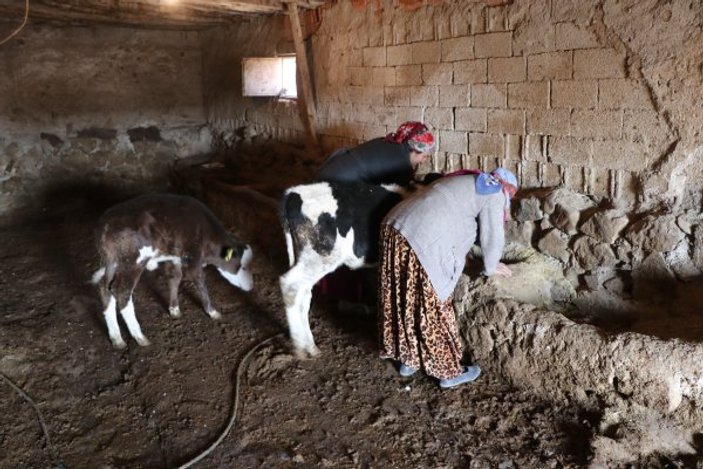 Aksaray'da yaşlı kadının ineklerini çaldılar