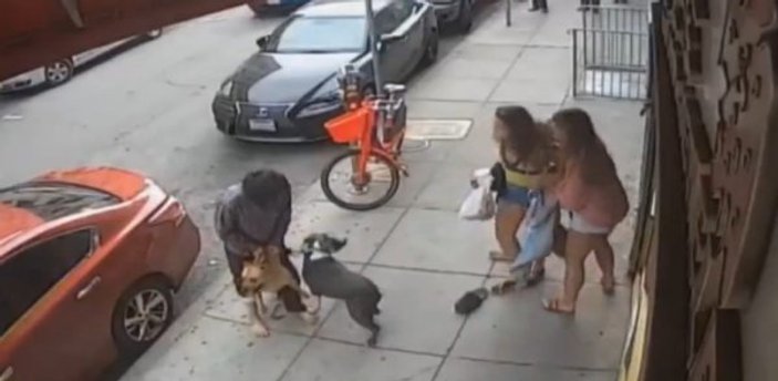 ABD'de iki pitbull küçük köpeğe saldırdı