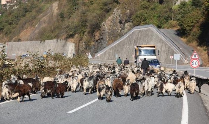 Koyun sürüsü ile kara yoluna çıktı, trafik kilitlendi