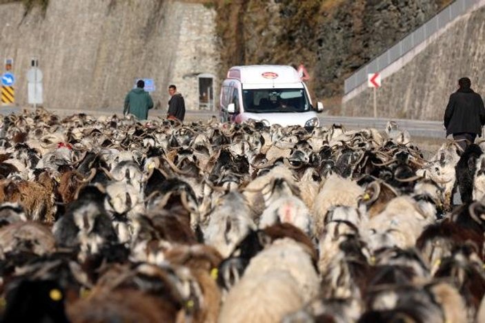 Koyun sürüsü ile kara yoluna çıktı, trafik kilitlendi