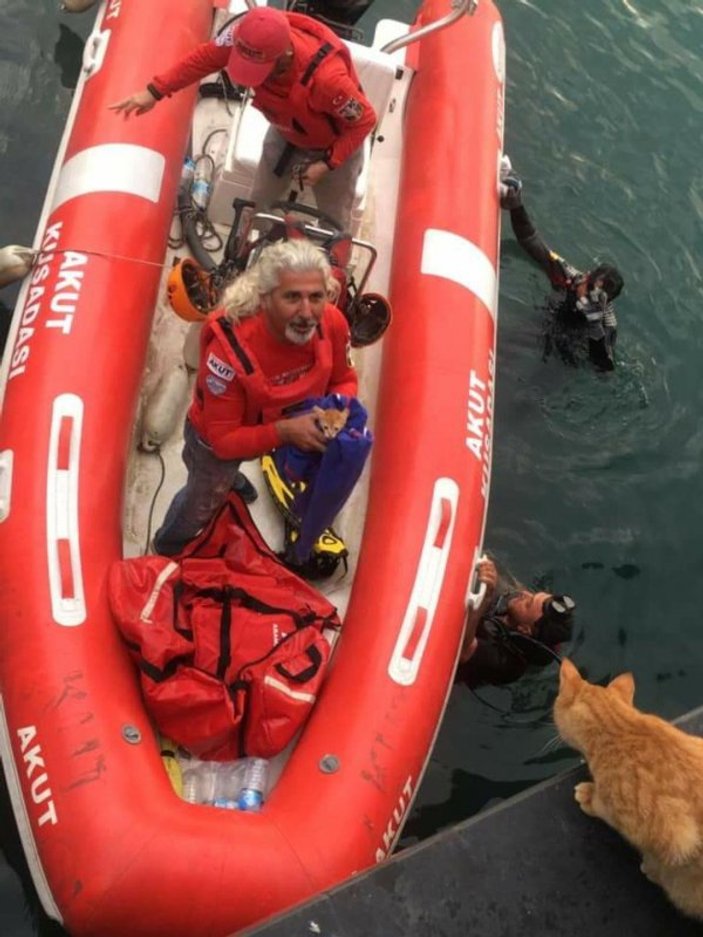 Aydın'da denize düşen yavru kediyi AKUT  kurtardı