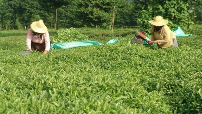 Yaş çay üreticilerine fark ödemesi desteği verilecek