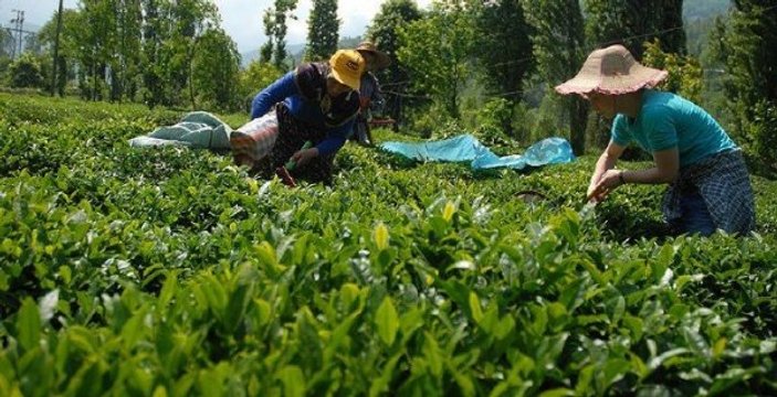 Yaş çay üreticilerine fark ödemesi desteği verilecek