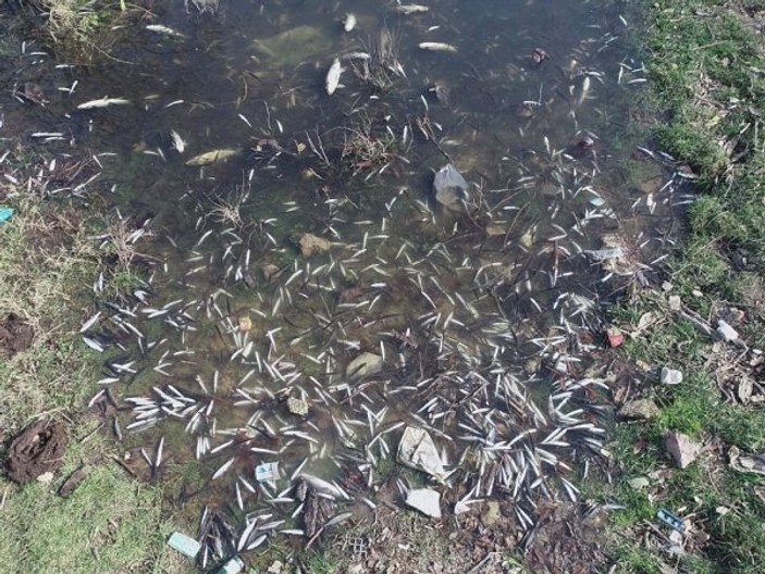 Karabük'te binlerce balık telef oldu