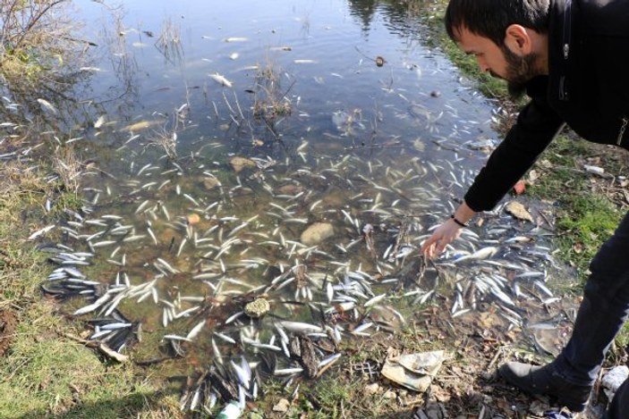 Karabük'te binlerce balık telef oldu