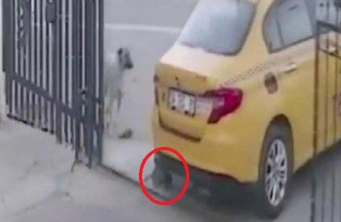Esenyurt'ta yavru köpeği ezen taksici işten çıkarıldı