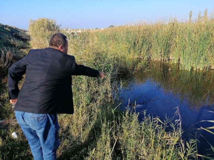 Çanakkale'de balık ölümlerine ilişkin inceleme başlatıldı