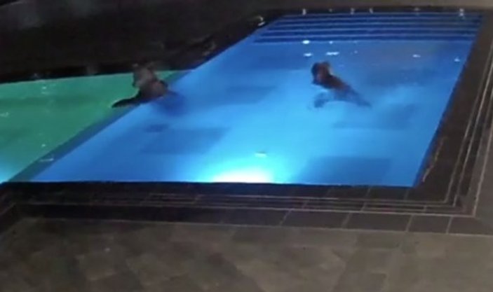 Bulgaristan'daki bir otele giren ayı havuzda keyif yaptı