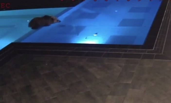 Bulgaristan'daki bir otele giren ayı havuzda keyif yaptı